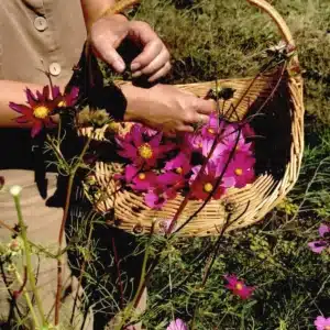 Lors de cet atelier botanique, on cueille à la main, on sent, on goûte, on sèche les fleurs du jardin pour les transformer et conserver leurs vertus.